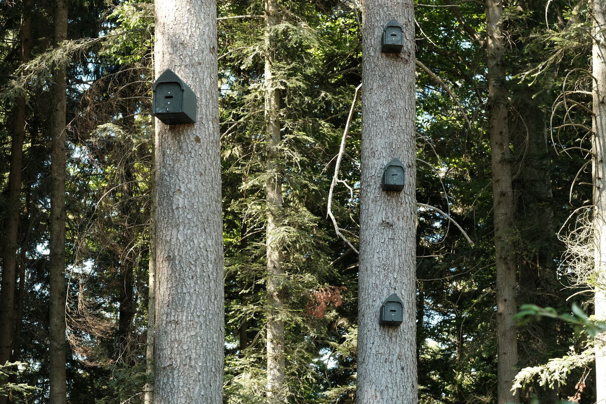Nistkästen an Baumstämmen am Rand eines Baugebiets