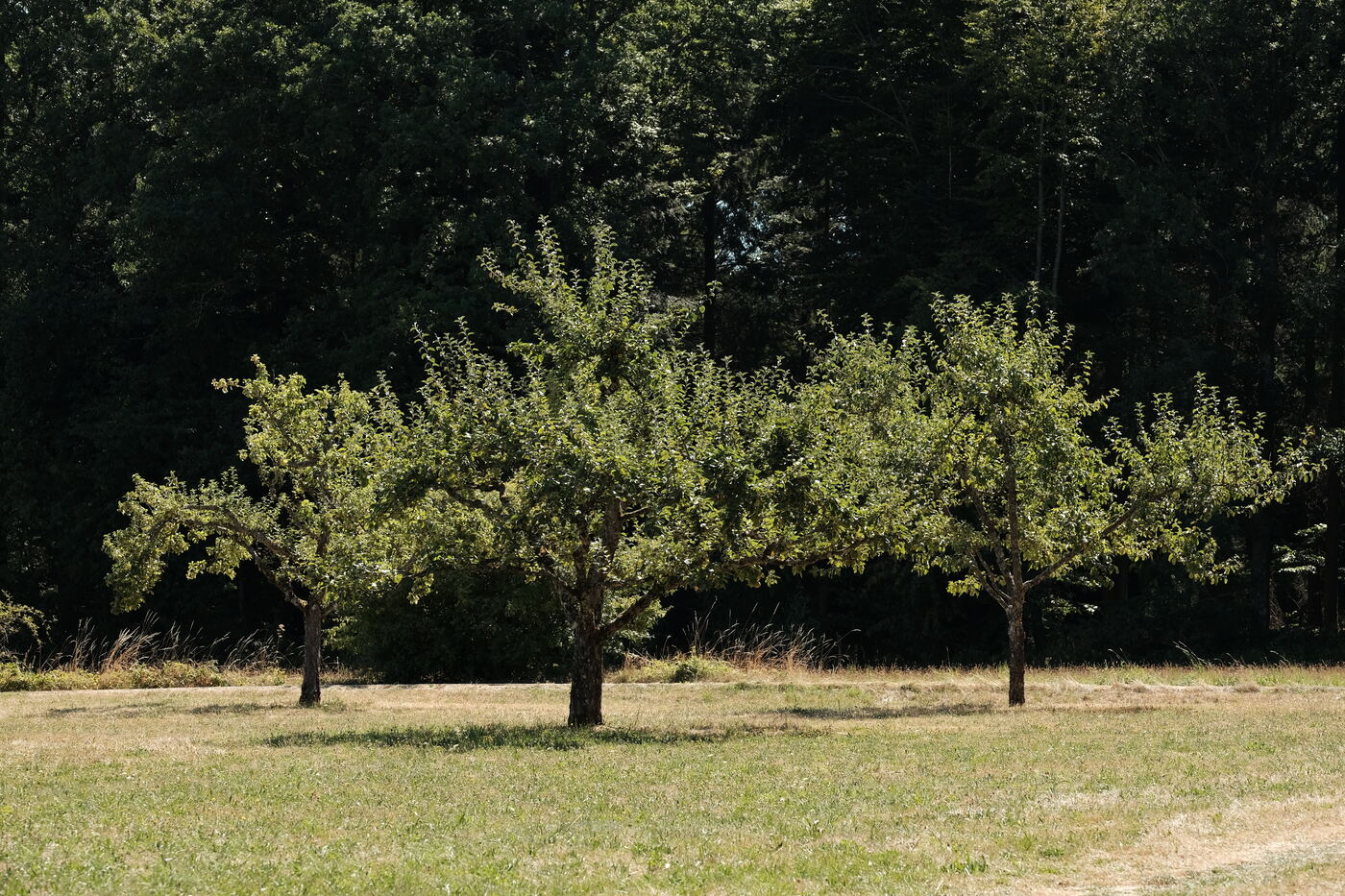 Streuobstwiese am Ortsrand